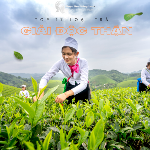 Top 17 Loại Trà Tốt Cho Thận – Thải Độc Tự Nhiên, Bảo Vệ Sức Khỏe Từ Bên Trong!